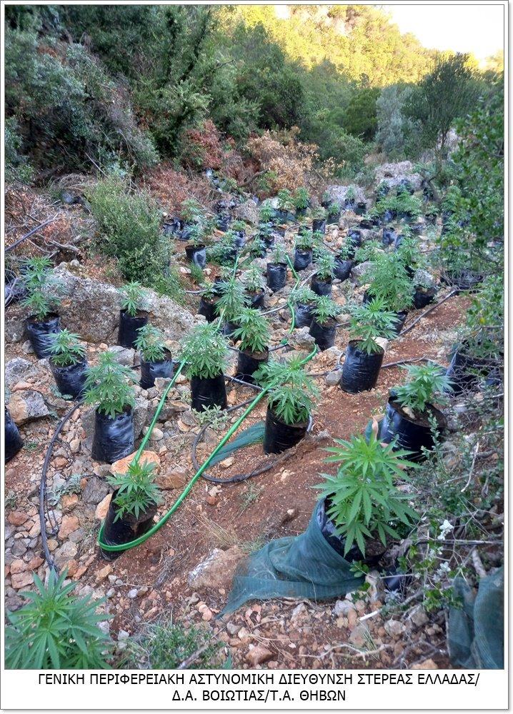 φυτεία κάνναβης