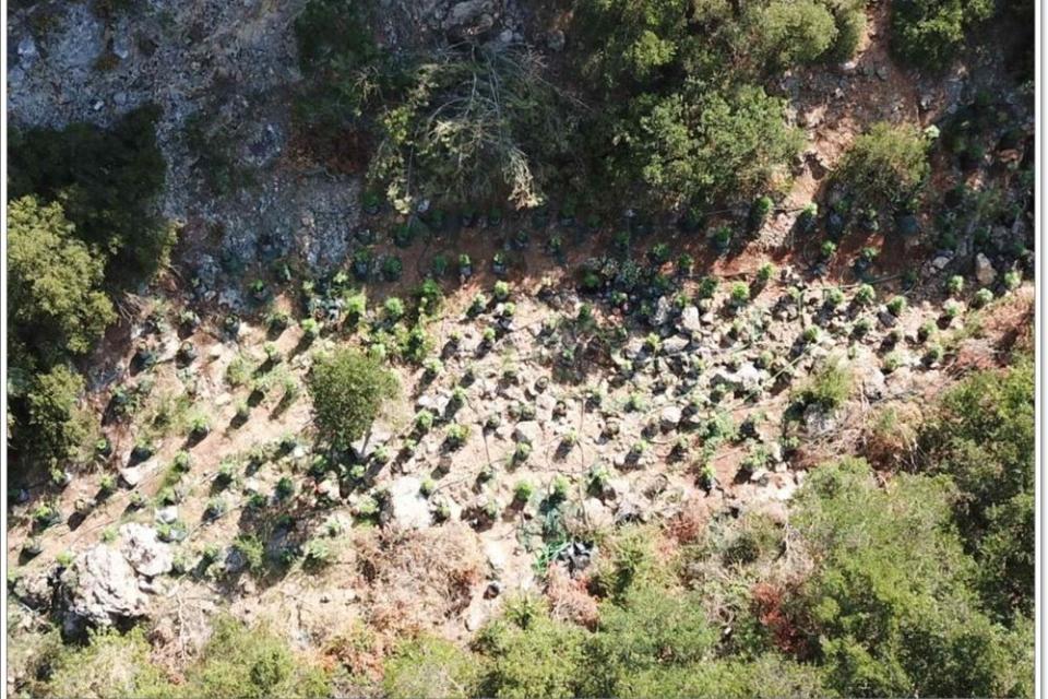 φυτεία κάνναβης