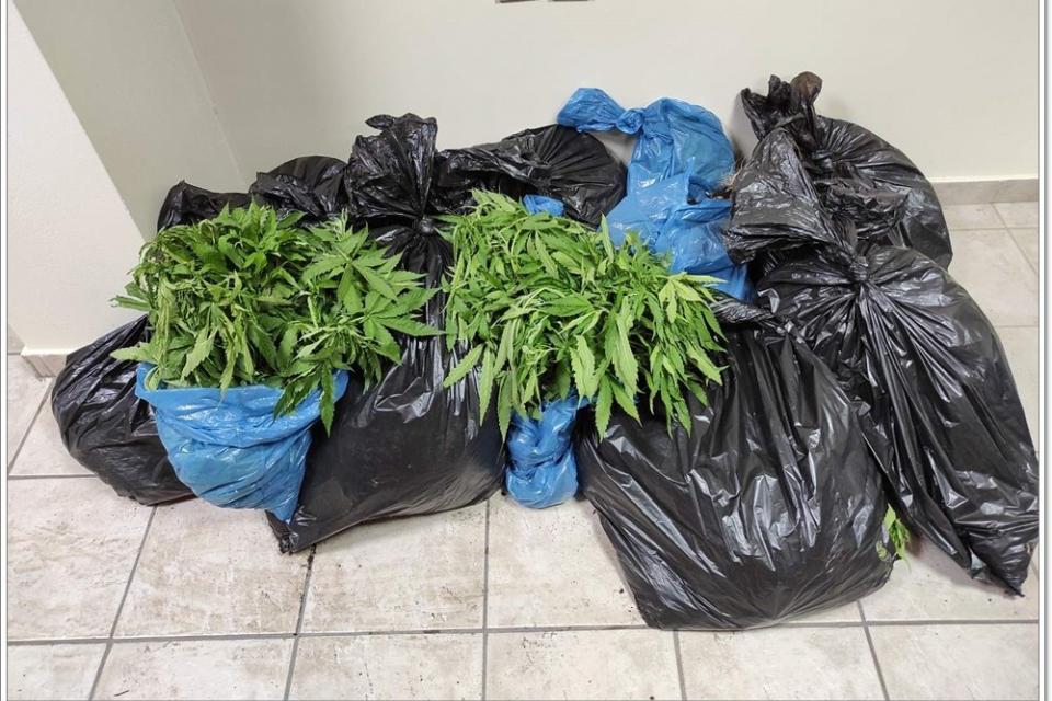 φυτεία κάνναβης