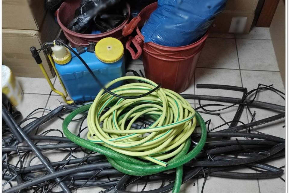 φυτεία κάνναβης