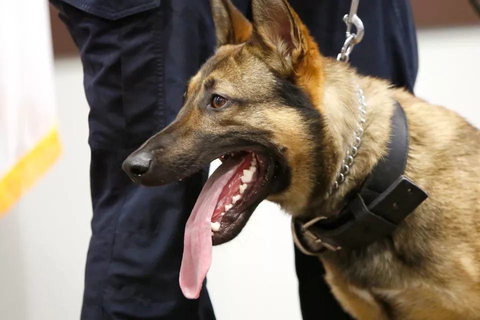 Γιατί στη Φλόριντα διαλύθηκαν οι μονάδες αστυνομικών σκύλων Κ-9;