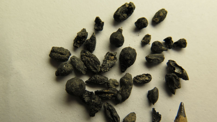 αρχαίους σπόρους