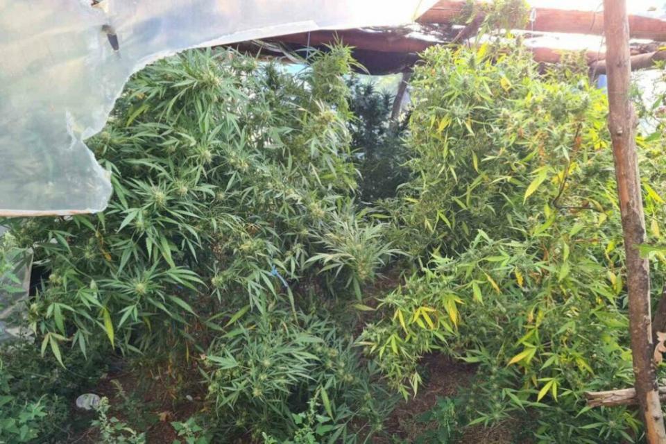 Μια σύλληψη από αστυνομικούς του Τμήματος Ασφαλείας Λαγκαδά για καλλιέργεια δενδρυλλίων κάνναβης