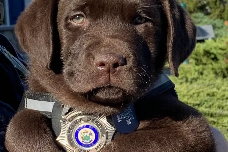 Το TikTok αγαπά τον Major: Αυτός είναι ο νέος αστυνομικός σκύλος της Νέας Υόρκης που συγκέντρωσε εκατομμύρια προβολές