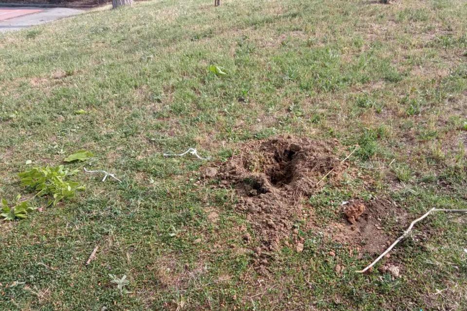 ΔΕΝΤΡΟΦΥΤΕΨΗ