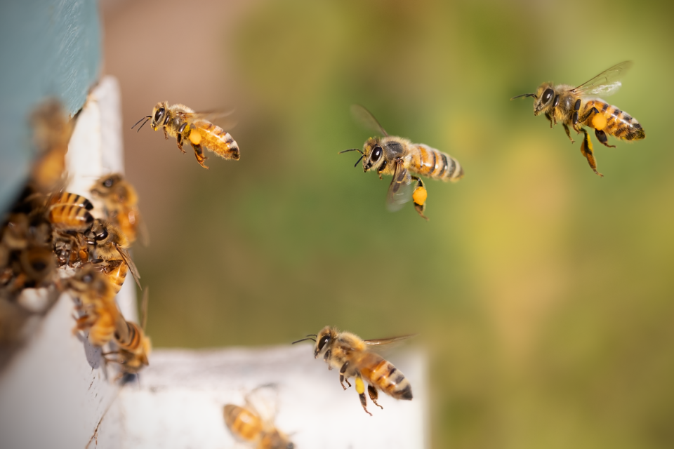 Μέλισσε pixabay