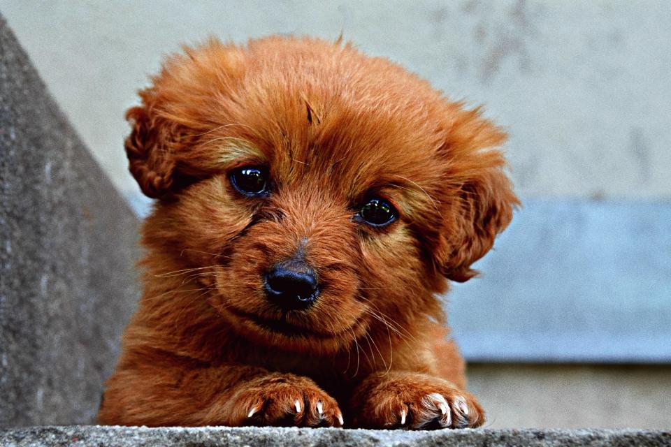 κουταβι_pixabay