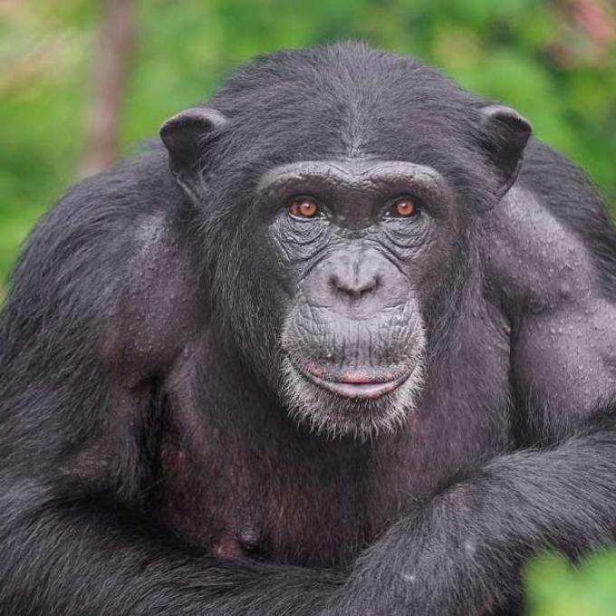 χιμπατζης Αττικό πάρκο