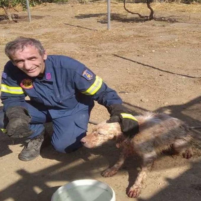 ΠΥΡΟΣΒΕΣΤΙΚΗ ΣΚΥΛΟΣ