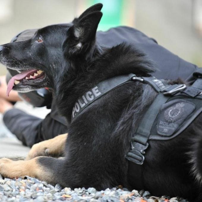 LA County Sheriff’s K-9 Airlifted After Overheating During Search