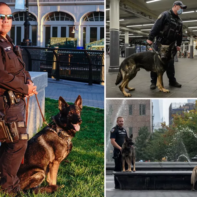 NYPD K-9 Handlers Sue for Overtime Pay for Dog Care