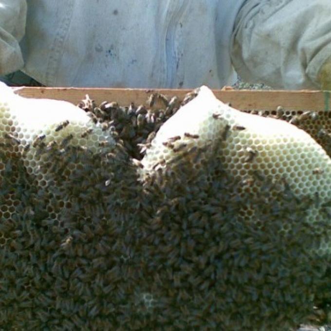 μελισσοκομία