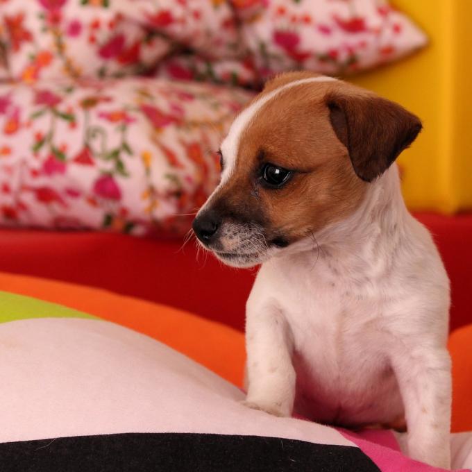 Ένας σκύλος therapy στις υπηρεσίες της αστυνομία της Βικτώριας με στόχο τη μείωση του άγχους των αστυνομικών