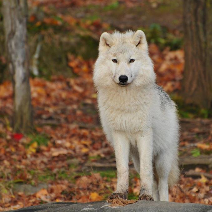 pexels_wolf