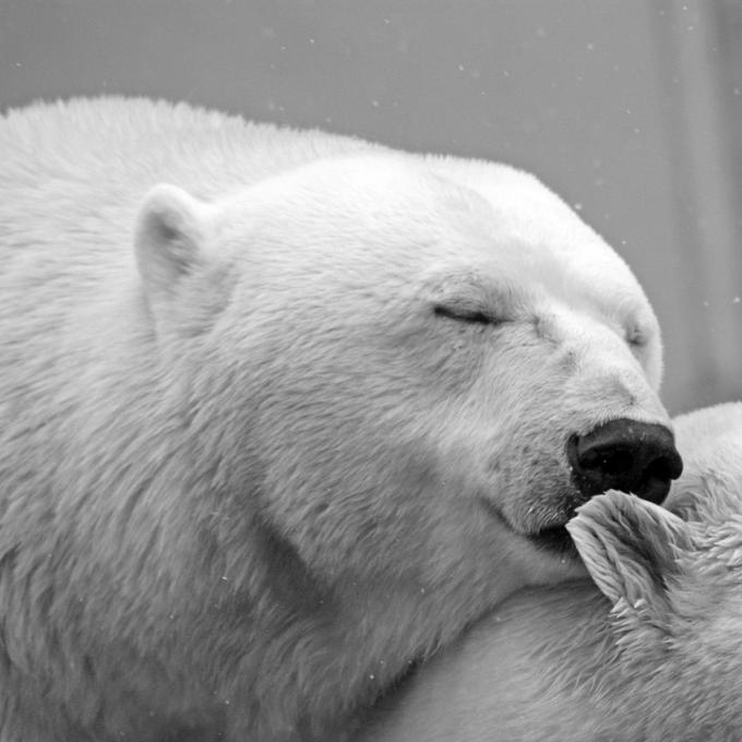 pixabay_polar-bear