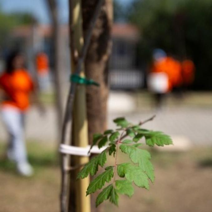 Δενδροφύτευση