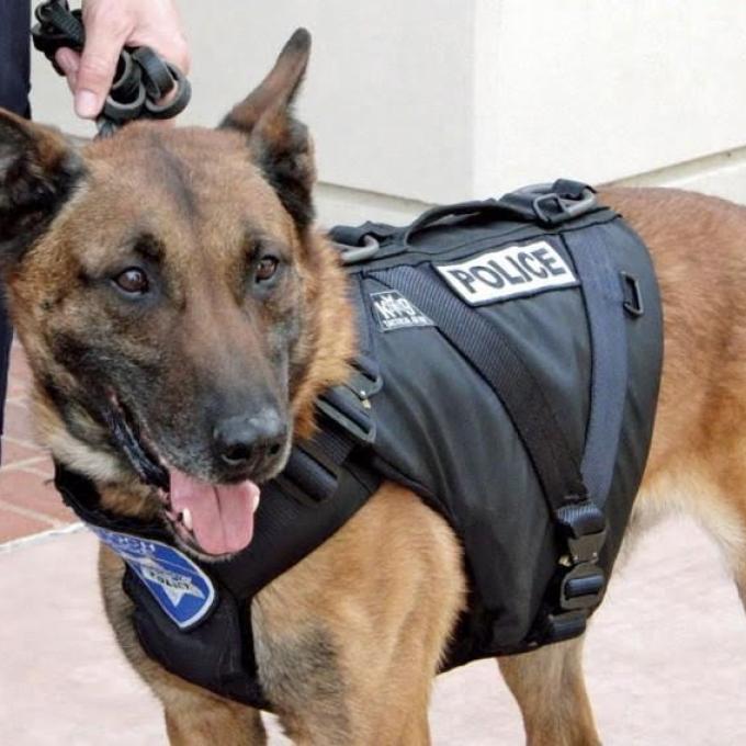 αστυνομικος σκυλος