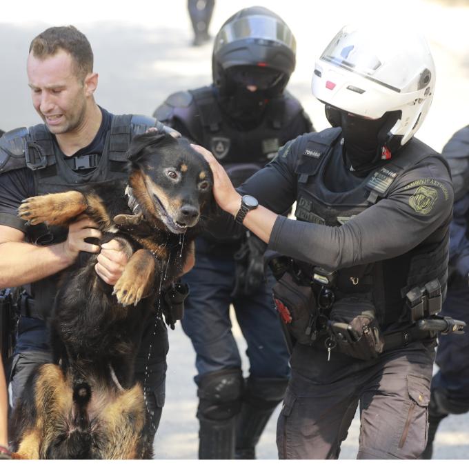 ζωάκια