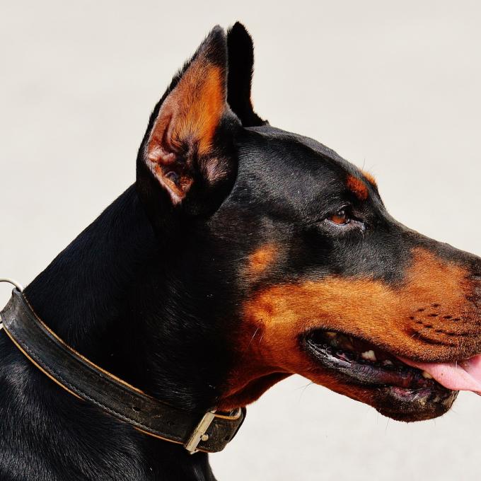 pixabay_doberman-