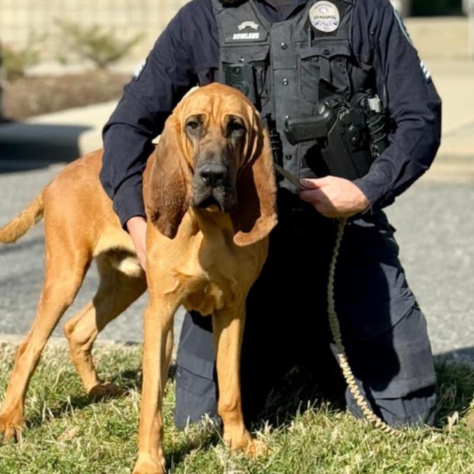 Ο Μπο, ένας 18 μηνών bloodhound από το Αστυνομικό Τμήμα του Γκαστόνια στη Βόρεια Καρολίνα, αναδείχθηκε ως ο Ήρωας Σκύλος του 2024 από την American Humane.   Από την ένταξή του στην αστυνομική δύναμη τον Απρίλιο του 2023, ο Μπο έχει επιδείξει εξαιρετικές ικανότητες στην ανίχνευση και διάσωση. Μόλις σε ηλικία 8 μηνών, εντοπίστηκε από το τμήμα και ξεκίνησε την εκπαίδευσή του. Σύντομα, κατάφερε να βρει έναν ηλικιωμένο ασθενή με άνοια και ένα 11χρονο παιδί με αυτισμό που είχαν εξαφανιστεί.   Σε μια αξιοσημείωτη 