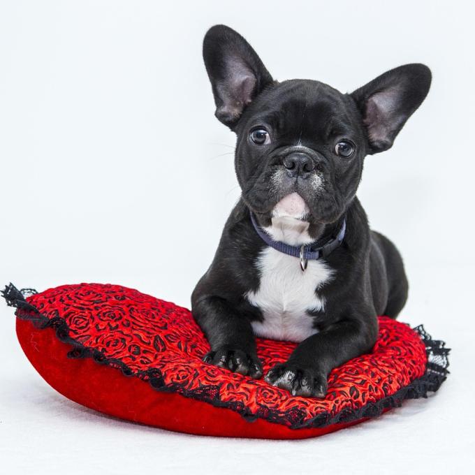 bulldog_pixabay
