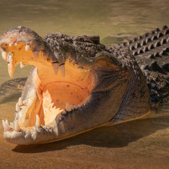 α