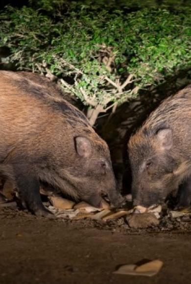 αγριοχοιροι