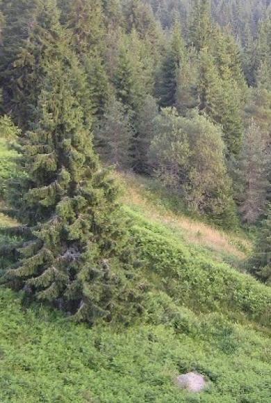 Δασικούς Χάρτες