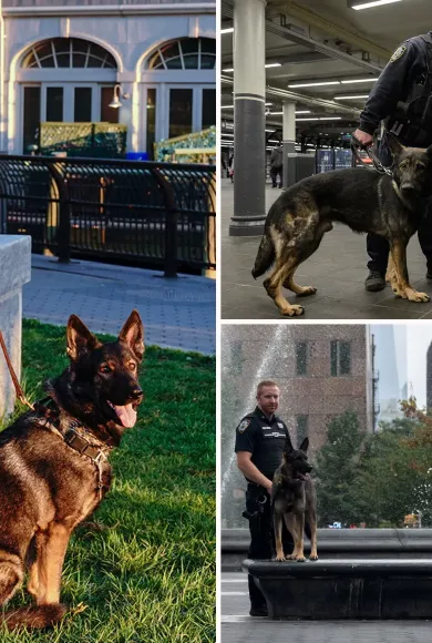 NYPD K-9 Handlers Sue for Overtime Pay for Dog Care