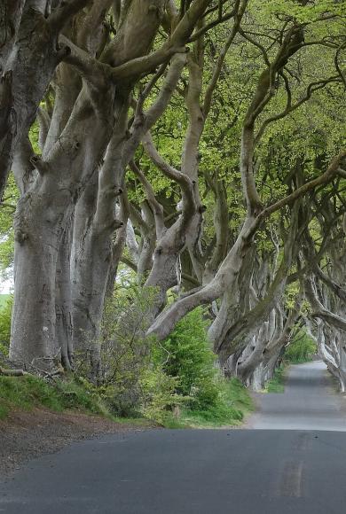 Διάσημα δέντρα από το «Game Of Thrones»