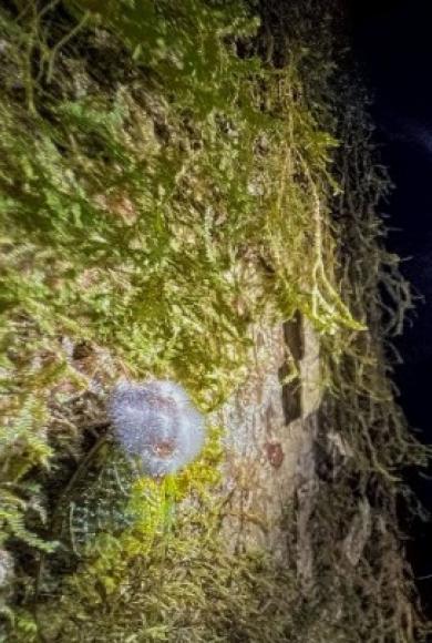  Έλληνας ερευνητής_intime