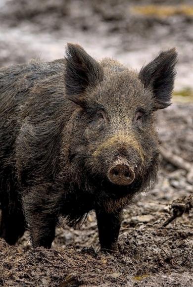 Αγριογούρουνα _pixabay