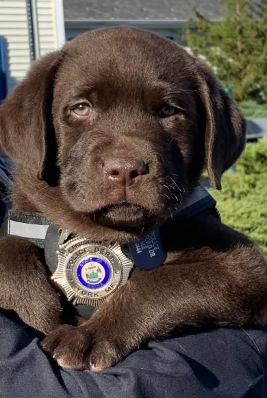 Το TikTok αγαπά τον Major: Αυτός είναι ο νέος αστυνομικός σκύλος της Νέας Υόρκης που συγκέντρωσε εκατομμύρια προβολές