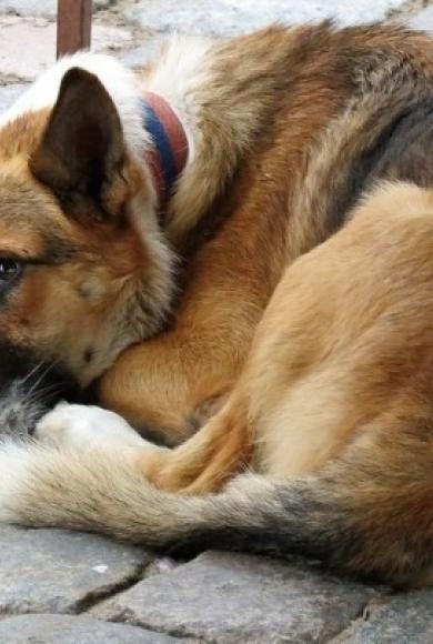 αδεσποτάκια_amna