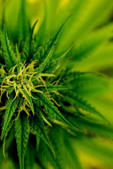 Νομιμοποίηση της χρήσης μαριχουάνας για αστυνομικούς εκτός υπηρεσίας στην Καλιφόρνια