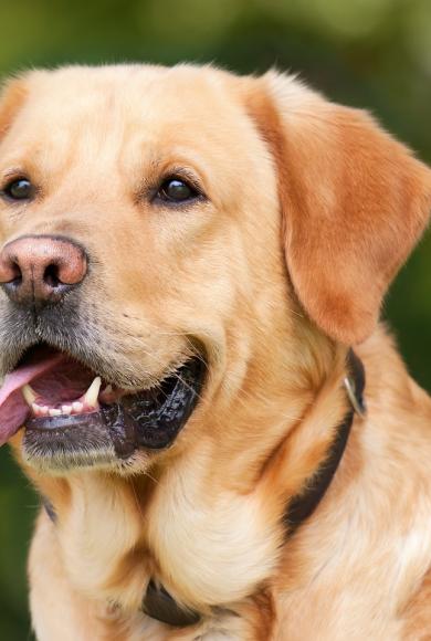 σκυλος_pixabay