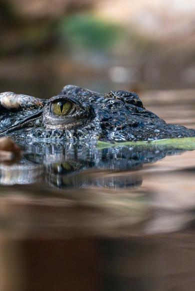 ΚΡΟΚΟΔΕΙΛΟΣ