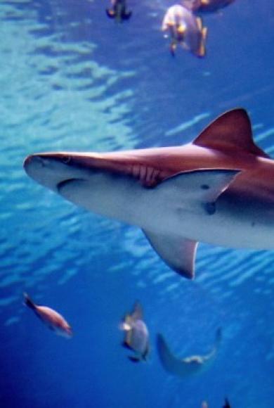 Νέα Ζηλανδία