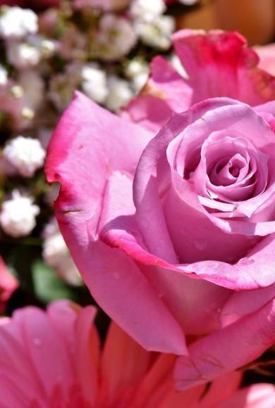 Όλα για τον Κήπο σας – Ποιότητα που Ανθίζει!