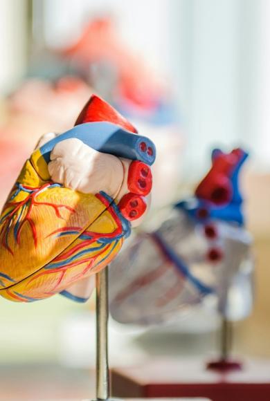 Η καθημερινή συνήθεια που γερνά την καρδιά σας πιο γρήγορα από το κάπνισμα