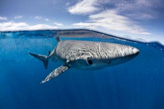 Γαλάζιος καρχαρίας