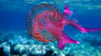 μωβ μέδουσες