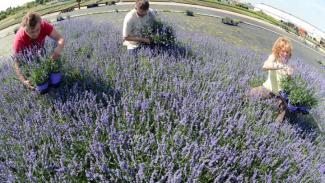 «πράσινα» επαγγέλματα