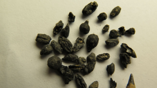 αρχαίους σπόρους