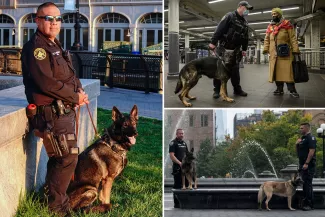 NYPD K-9 Handlers Sue for Overtime Pay for Dog Care