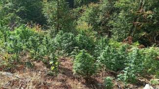 δενδρύλλια κάνναβης