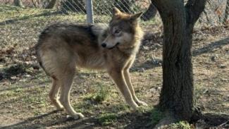 λύκαινες_ΑΜΝΑ