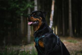 rottweiler_pixabay.jpg