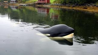 Free Willy