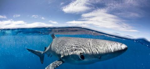 Γαλάζιος καρχαρίας